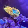 DeepBlueBox