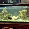 Reefstafarian