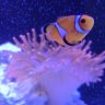 Giosreef15