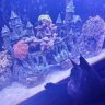 ReefGurly