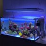 Mason2reef