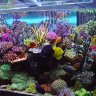 reef.keeper