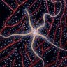 brittlestar