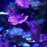 picturemagic