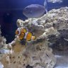 DEE’S reef
