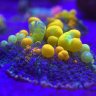 goldenvalleyreef