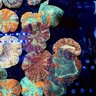 Jack’s Reef 2024