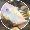 GreenMtFishguy