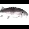 just_a_fish