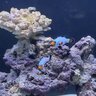StudentOfTheReef