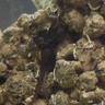 seahorsedragonet