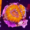 den_264