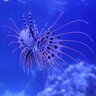 CombJelly Cuddler
