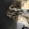 LilBabyFox