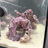 Rich484Corals