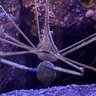 FishballsAquatics