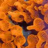 OcellarisFish