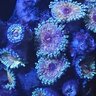 plec0atomus