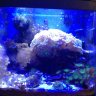 bigfish89