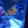 cymonous