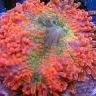Reefster