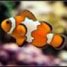 MyReefMonkey