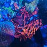 Reefnoobie12