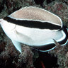 reefslugs