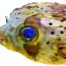 Funkateer_1