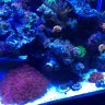 ReefChef27