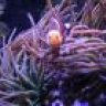 In The Deep