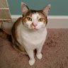 kittezhead