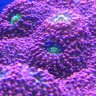 Reefpharmer