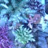 joerch
