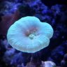 Reef13