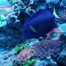 DSC reef
