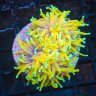 TL Reefs