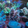 Mann_Cave_Corals