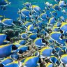 Powder_Blue