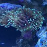 armyreef223