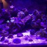 CoralFreak_350