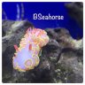 bseahorse