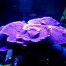 fishtankpete