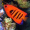 Fish Art