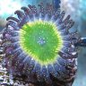 4Dcorals