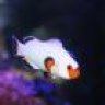Kevin_ReefScapes