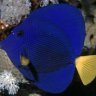 Reeferman73