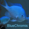 BlueChromis