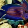 David's Reef