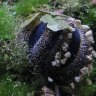SnailQueen